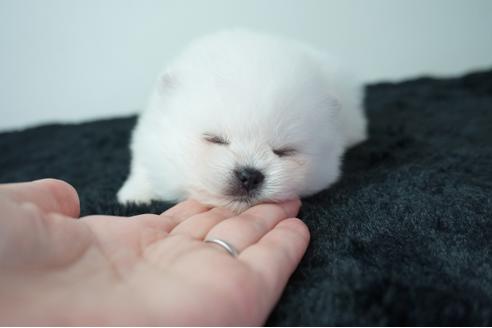 成約済の奈良県のポメラニアン-137587の2枚目