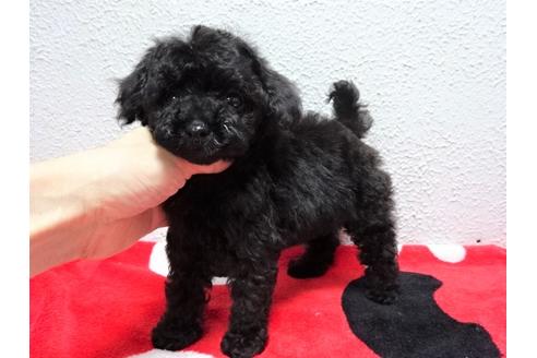 成約済の大阪府のタイニープードル-135862の5枚目