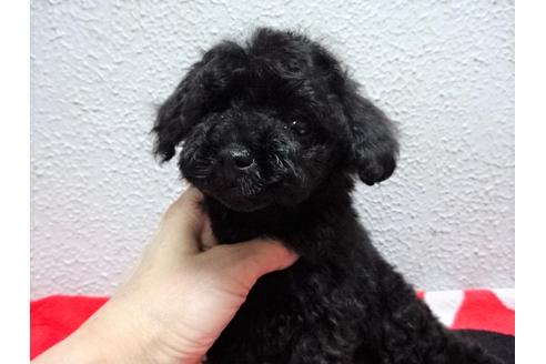 成約済の大阪府のタイニープードル-135862の4枚目