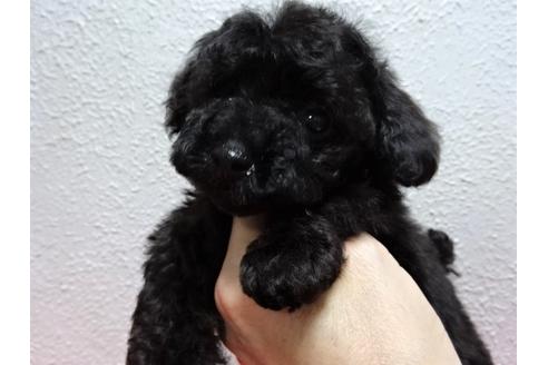 成約済の大阪府のタイニープードル-135862の2枚目