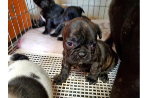 成約済の愛知県のフレンチブルドッグ-136431の2枚目