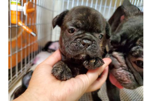 成約済の愛知県のフレンチブルドッグ-136431