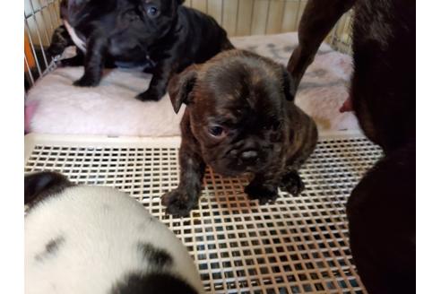 成約済の愛知県のフレンチブルドッグ-136431の4枚目