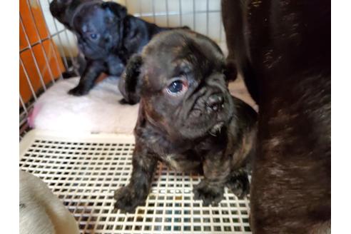 成約済の愛知県のフレンチブルドッグ-136431の3枚目