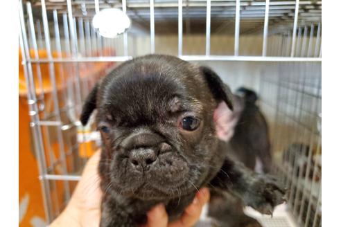 成約済の愛知県のフレンチブルドッグ-136426の3枚目