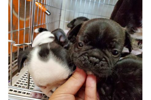 成約済の愛知県のフレンチブルドッグ-136416