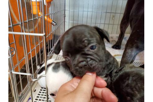 成約済の愛知県のフレンチブルドッグ-136416の2枚目