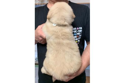 成約済の徳島県のゴールデンレトリーバー-137596の2枚目