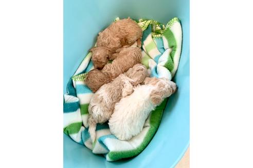 成約済の東京都のミックス犬-134662の5枚目