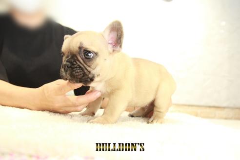 成約済の東京都のフレンチブルドッグ-137658の1枚目