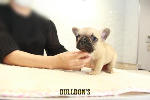 成約済の東京都のフレンチブルドッグ-137658の7枚目