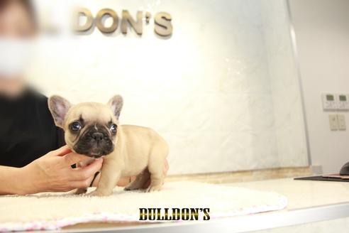 成約済の東京都のフレンチブルドッグ-137658の6枚目