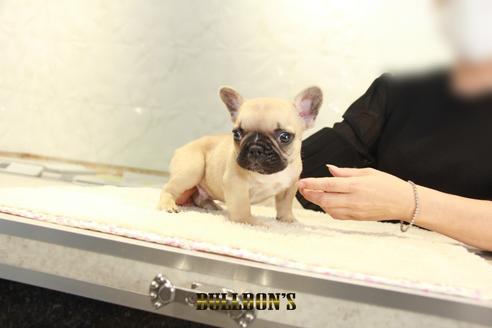 成約済の東京都のフレンチブルドッグ-137658の5枚目