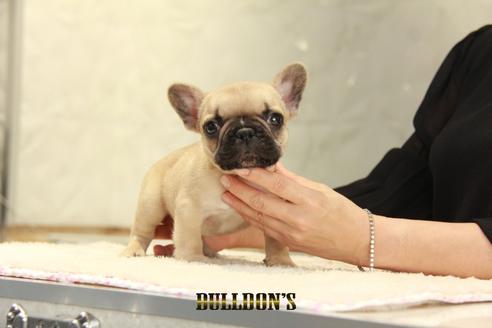 成約済の東京都のフレンチブルドッグ-137658の4枚目