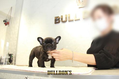 成約済の東京都のフレンチブルドッグ-137660の1枚目