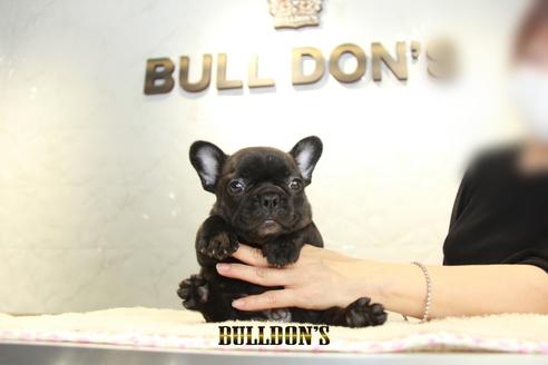 成約済の東京都のフレンチブルドッグ-137660の7枚目