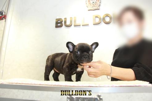 成約済の東京都のフレンチブルドッグ-137660の6枚目