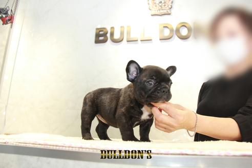 成約済の東京都のフレンチブルドッグ-137660の5枚目