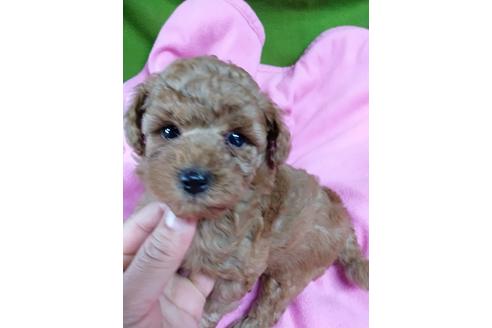 成約済の千葉県のトイプードル-135255の1枚目