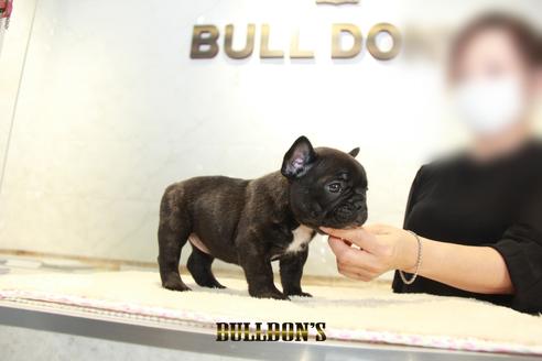 成約済の東京都のフレンチブルドッグ-137660の3枚目