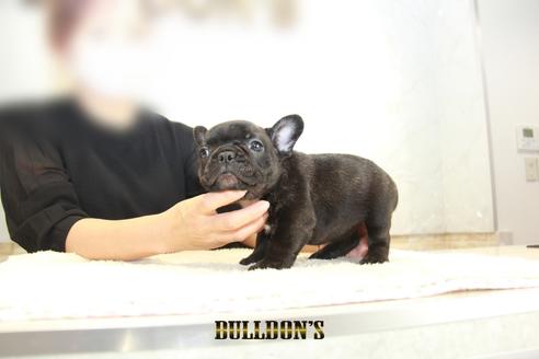 成約済の東京都のフレンチブルドッグ-137660の2枚目