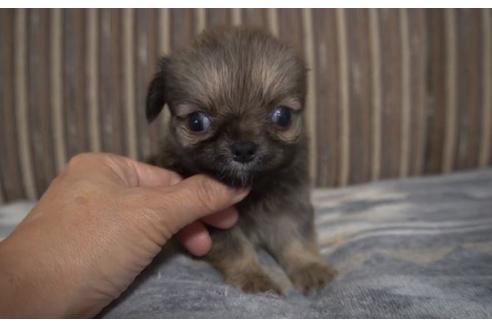 子犬