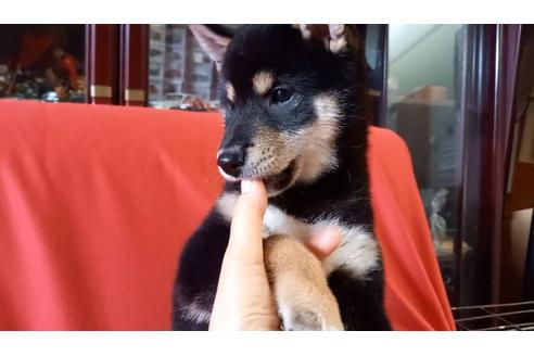 成約済の沖縄県の柴犬-137670の2枚目