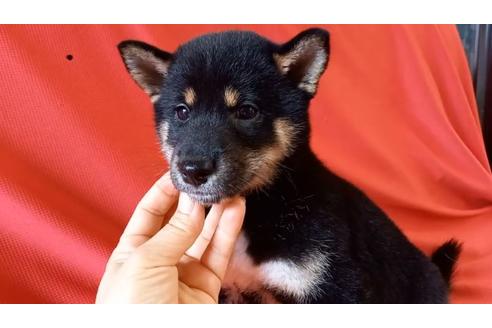 成約済の沖縄県の柴犬-137671