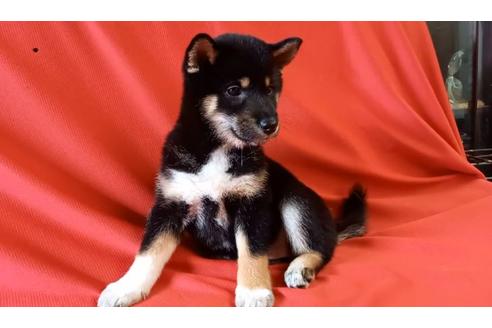 成約済の沖縄県の柴犬-137671の2枚目