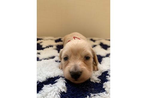クリーム系のミニチュアダックスフンドの子犬を探す｜ブリーダーナビ