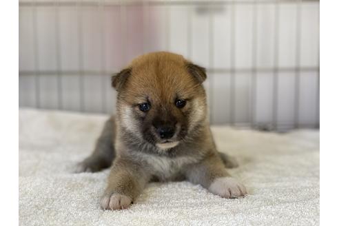 成約済の岡山県の柴犬-135100