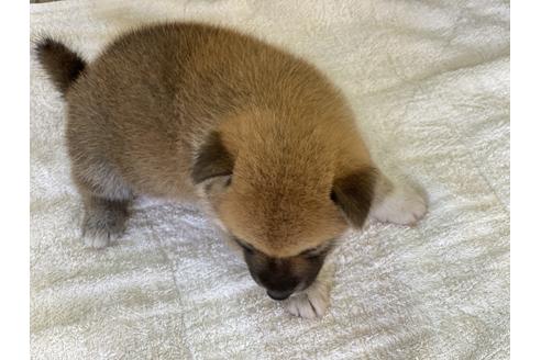 成約済の岡山県の柴犬-135100の5枚目