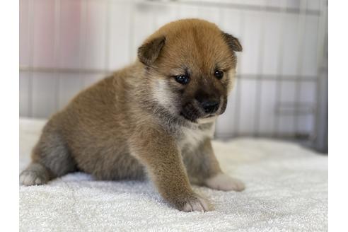 成約済の岡山県の柴犬-135100の4枚目