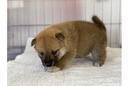 成約済の岡山県の柴犬-135100の3枚目