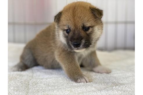 成約済の岡山県の柴犬-135100の2枚目