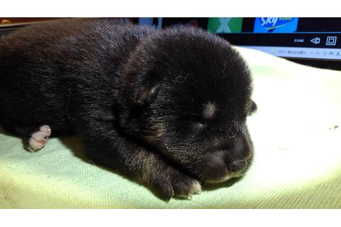 成約済の岐阜県の柴犬-137681の14枚目