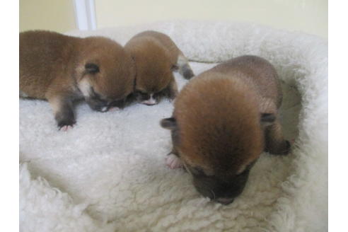 成約済の岡山県の豆柴-137683の7枚目