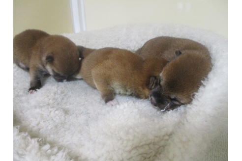 成約済の岡山県の豆柴-137683の6枚目