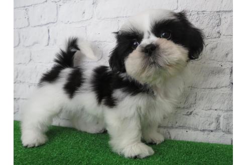 成約済の大阪府のシーズー-135091の5枚目