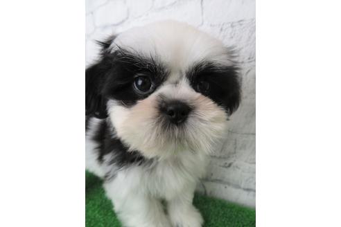 成約済の大阪府のシーズー-135091の4枚目