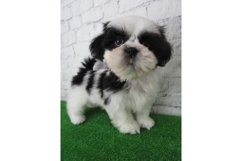 成約済の大阪府のシーズー-135091の3枚目