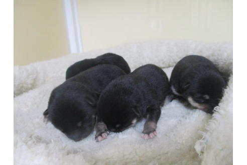 成約済の岡山県の豆柴-137716の6枚目