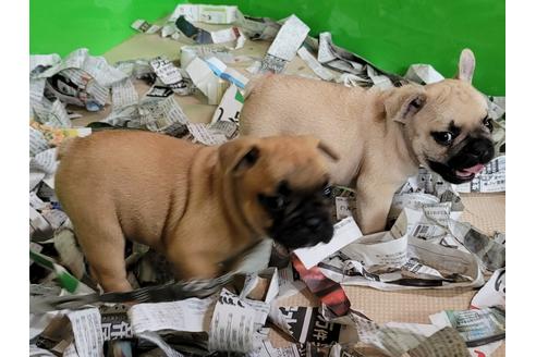 成約済の埼玉県のフレンチブルドッグ-137737の2枚目