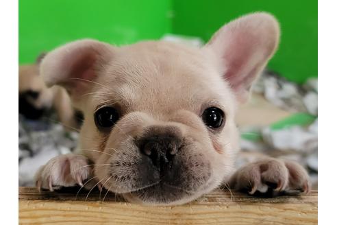 成約済の埼玉県のフレンチブルドッグ-137738の3枚目