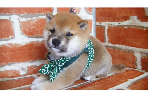 成約済の福岡県の豆柴-134972の11枚目