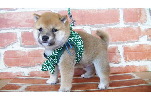 成約済の福岡県の豆柴-134972の10枚目