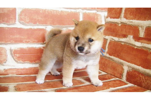 成約済の福岡県の豆柴-134972の9枚目