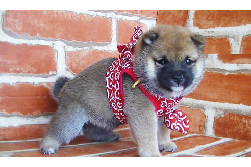 成約済の福岡県の豆柴-134982の10枚目