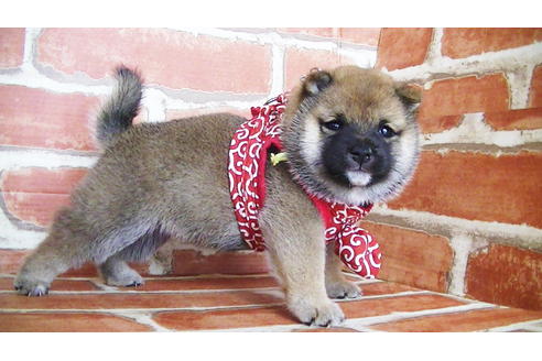 成約済の福岡県の豆柴-134982の9枚目