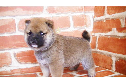 成約済の福岡県の豆柴-134982の7枚目